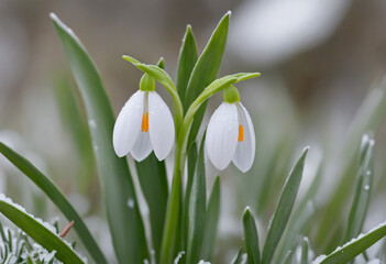  Tiny snowdrop peeking out from beneath the snow