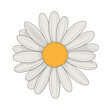© Albani - Daisy flower