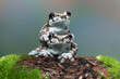 The Mission golden-eyed tree frog or Amazon milk frog (Trachycephalus resinifictrix) is a large species of arboreal frog native to the Amazon Rainforest in South America