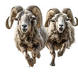 Running sheep, rams isolated on the transparent background PNG.