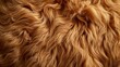 Lion wool wildlife animal soft fur and long hair texture background golden brown color for fashion coat      