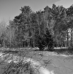  La Plaine 18 Janvier 2024 - Photostacking - N&B