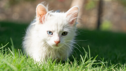  Turkish Van Cat. Van Kedisi. Cute white kitten with colorful eyes.