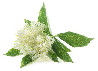 Wall Mural - Elderberry with flowers and leaves isolated on a white background. Blossoming elder. Elderberry inflorescence. Sambucus nigra.