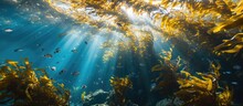 Monterey Bay, California, Is Filled With Radiant Sunshine Streaming Through The Towering Kelp Forest, A Crucial Marine Home.