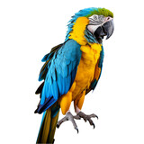 Fototapeta  - Vibrant Blue and Yellow Macaw Parrot Full Body Illustration on Transparent Background - Royalty-Free Stock Image