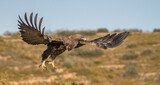 Fototapeta Niebo - the majestic golden eagle in flight	