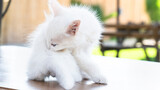 Fototapeta Konie - Turkish Van Cat. Van Kedisi. Cute white kitten with colorful eyes.