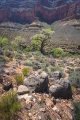 Wall Mural - hiking the tonto trail in the grand canyon national park, arizona, usa