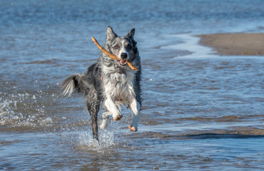  border collies running in the beach	