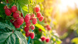 ripe raspberries grow on bushes and the sun shines brightly