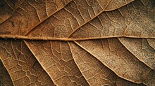 Close Up Of Fiber Structure Of Dry Leaves Texture Background. Cell Patterns Of Skeletons Leaves, Foliage Branches, Leaf Veins Abstract Of Autumn Background For Creative Banner Design Or Greeting Card