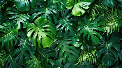 Monstera wall. Tropical green leaves, floral pattern background