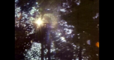 Wall Mural - sun ray shine in leaves, trees branches in summer. warm bright sun glare in green forest foliage. ye