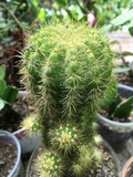 Fototapeta Desenie - cactus close up