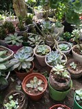 Fototapeta Desenie - plants in pots