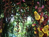 Fototapeta Desenie - red and yellow flowers
