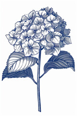 Poster - Hydrangea single stem vintage floral botanical flower print