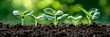 Healthy seedlings growing and thriving in nutrient rich, fertile soil environment