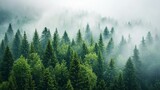 Fototapeta Sypialnia - Misty Forest, A Dense Collection of Fog
