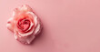 © GS Edwards Studio - A pink rose with space for a copy