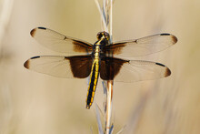 Female Widow Skimmer Dragonfly. Dover, Tennessee