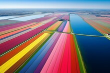 Beautiful Tulip Fields In Zuid-Holland, Netherlands. Generative AI
