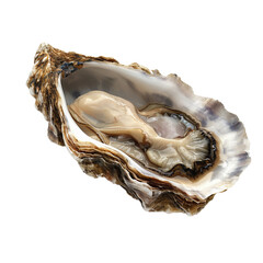 Wall Mural - oyster isolated on transparent background