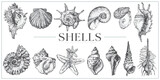 Fototapeta Boho - Handdrawn Shells illustrations, shells drawing, sea elements, ocean, sea, water, collection, set