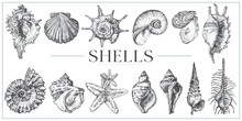 Handdrawn Shells Illustrations, Shells Drawing, Sea Elements, Ocean, Sea, Water, Collection, Set