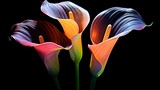 Calla lily flowers blooming floral black background