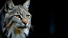 Close Up Portrait Of A Bobcat Isolated On Dark Background For Wildlife Concept