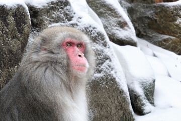 Poster - close up view of Japanese Macaque. Macaca Fuscata