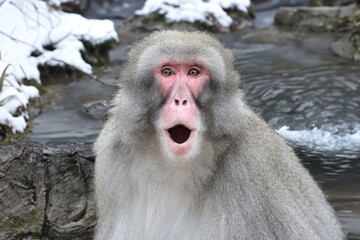 Canvas Print - close up view of Japanese Macaque. Macaca Fuscata