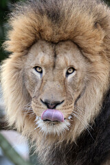 Poster - Lion (Panthera Leo) close up view