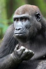 Poster - Western Lowland Gorilla portrait in nature view