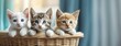 Three kittens peering curiously from a woven basket indoors. Adopt a shelter Pet Day. Panorama with copy space.