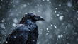 A crow in a snowstorm. Close-up shot of a Corvus corax, the common raven in the snow. Contrast between the all black passerine and the white snow.