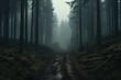 A foggy, misty forest with tall trees, winding paths, and a mysterious atmosphere