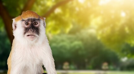 Sticker - Beautiful nature with cute wild monkey