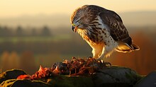 Majestic Buzzard Feeding On Prey In Natural Habitat, Wildlife Photography
