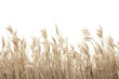 A close up of a field of wild grasses with its various shapes and textures, isolated on white background