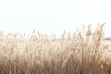 Naklejka na meble A field of wild grasses with its various shapes and textures, isolated on white background