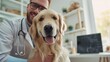 a man vet doctor is patting a golden retriever in trustful friendship on pet hospital background.