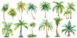 © Dian - Watercolor palm and coconut tree clipart for graphic resources