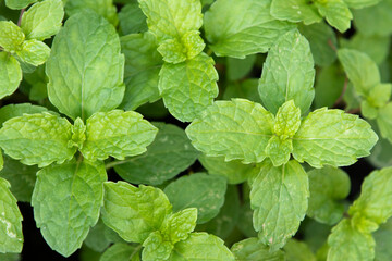 Canvas Print - Pepper mint leaves in the vegetable garden. Mint leaves texture background.