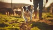 With whistles and precise commands, a farmer imparts his knowledge to a pair of eager working dogs, honing their skills on a rustic sheep farm.