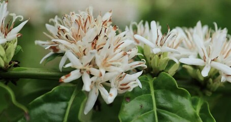 Poster - Coffee bean flowers blossom blooming on tree 