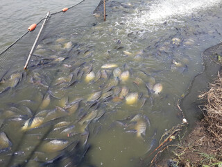 Canvas Print - tilapia fish in the pond