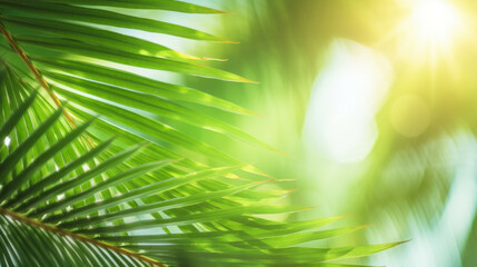 Poster - Sunlight filters through the radiant green leaves of a lush palm tree.